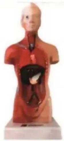 Vevor LD-3JT - Anatomia - 12