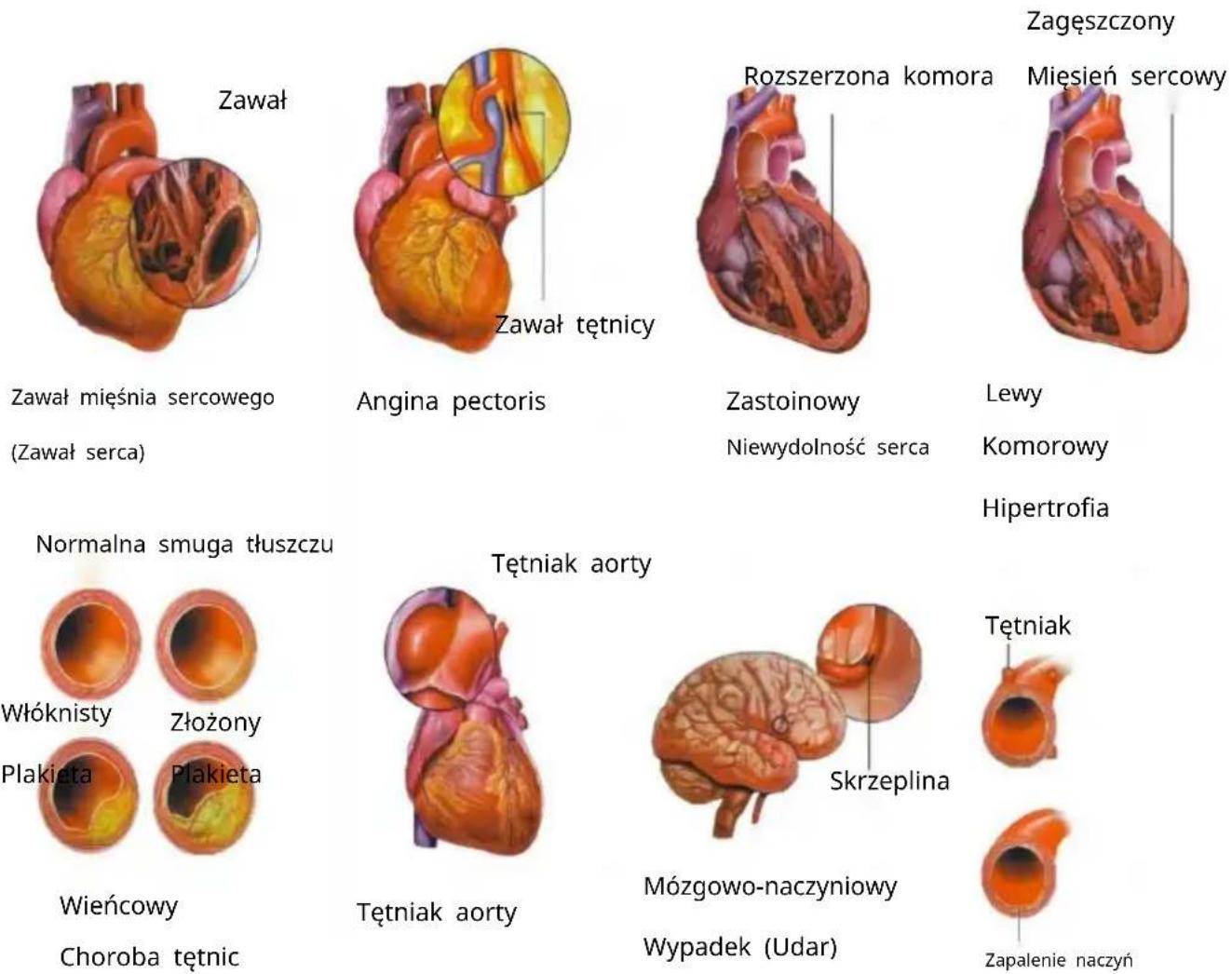 Vevor LD-3JT - Anatomia szkieletu - 19