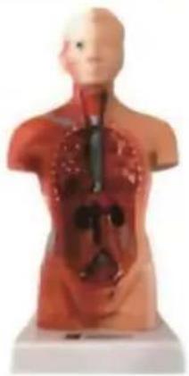 Vevor LD-3JT - Skeletal Anatomy - 19