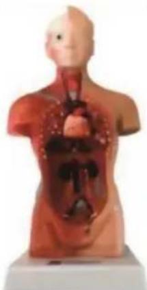 Vevor LD-3JT - Anatomie des Skeletts - 6