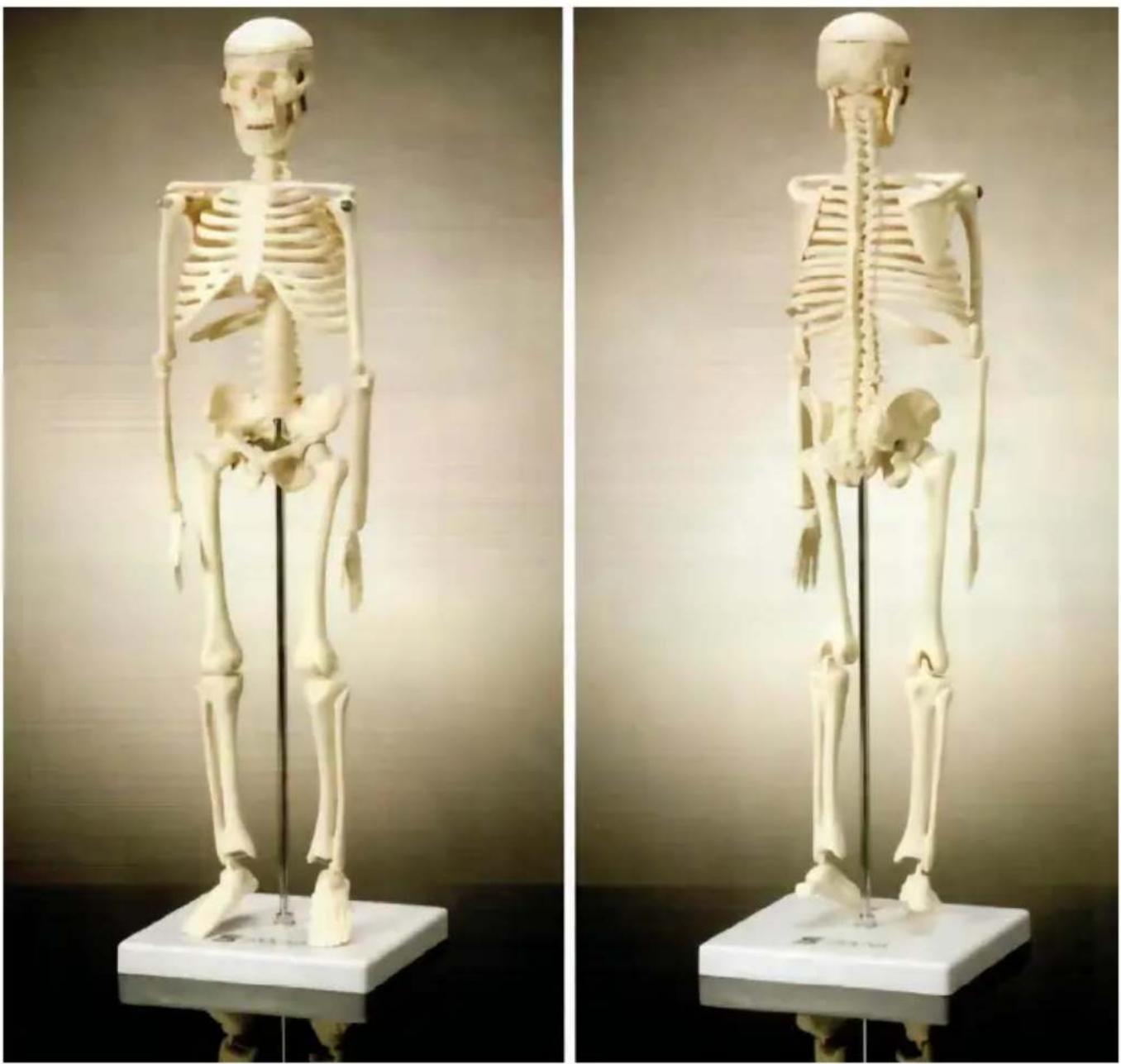Vevor LD-3JT - Skeletal Anatomy - 1