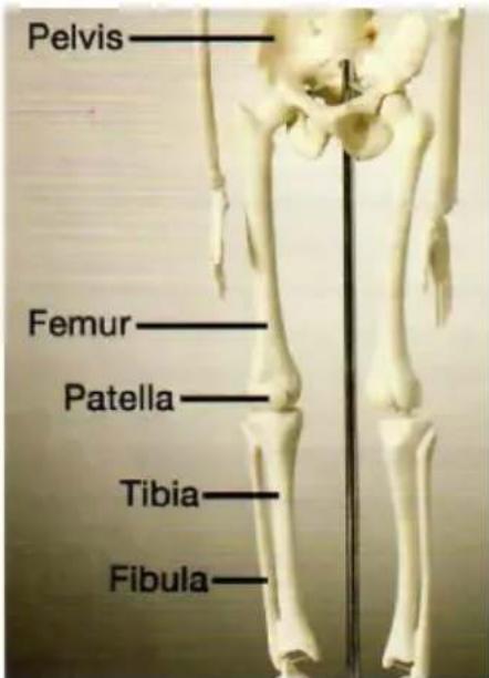 Vevor LD-3JT - Skeletal Anatomy - 9