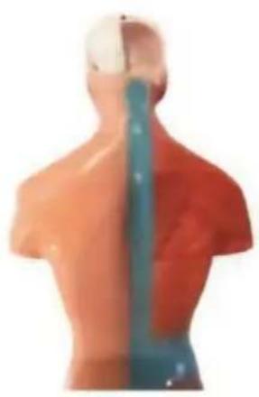 Vevor LD-3JT - Anatomia szkieletu - 15