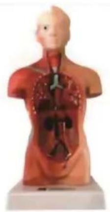 Vevor LD-3JT - Skeletal Anatomy - 14