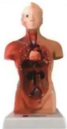 Vevor LD-3JT - Skeletal Anatomy - 17