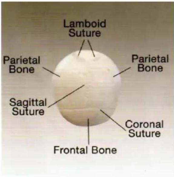 Vevor LD-3JT - Skeletal Anatomy - 7