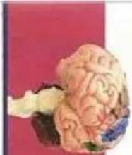Vevor LD-3JT - 9.Brainstem - 3