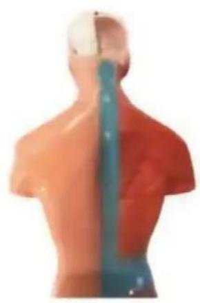 Vevor LD-3JT - Anatomia - 15
