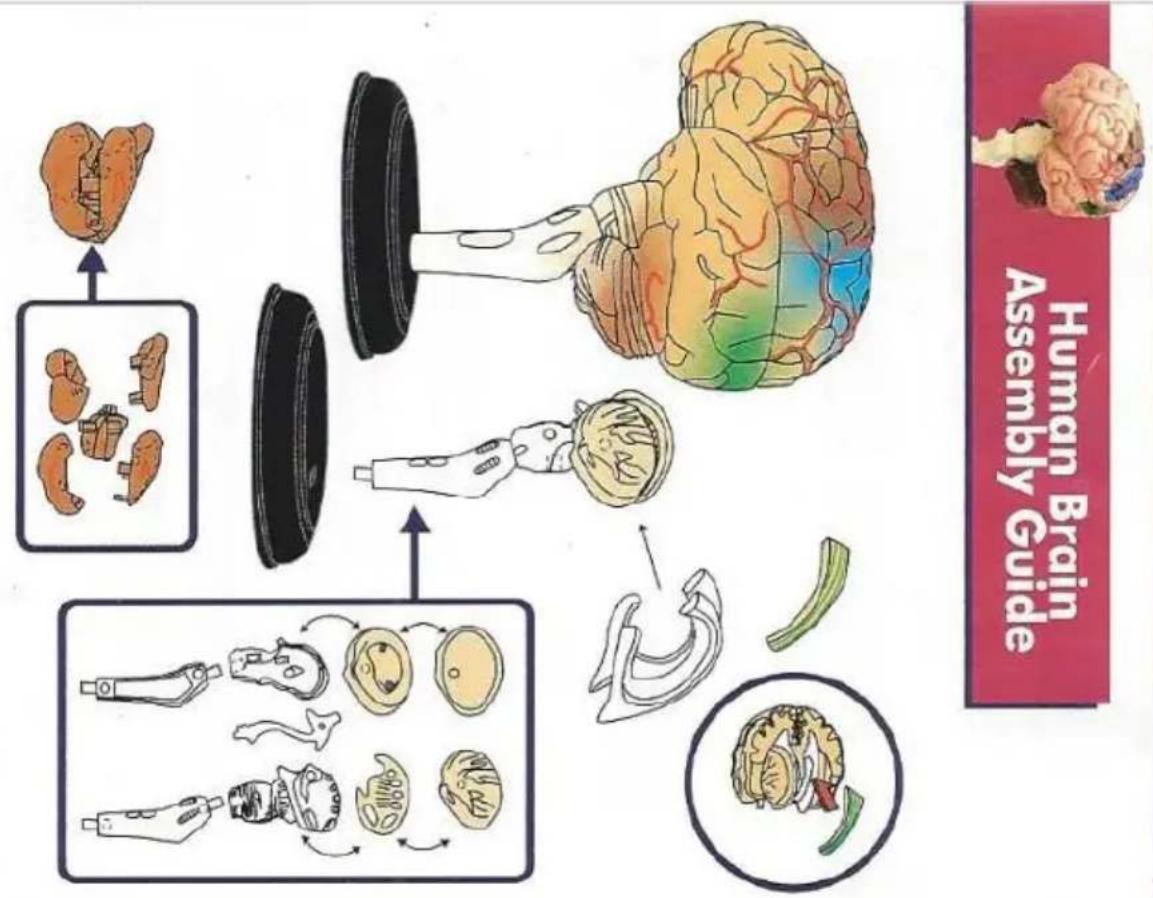 Vevor LD-3JT - 9.Brainstem - 2