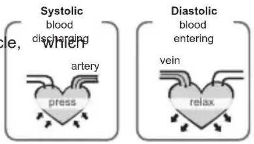 Geratherm Cardio Connect - What are systolic pressure and diastolic pressure? - 1