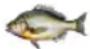 TRISTAR FR-9073 - Volba programu - 4