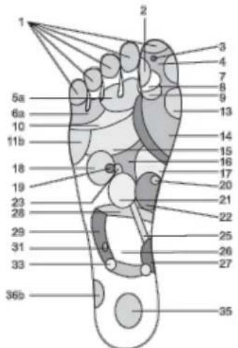 WESTINGHOUSE WES42-0909 - Reflexology chart with corresponding body parts - 1