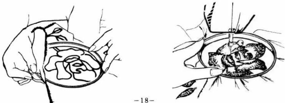 White W844 - DARNING AND EMBROIDERY - 1