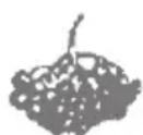 Zelmer 478 - Black elder juice - 1