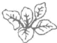 Zelmer 478 - Sucul din spanac - 1