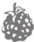 Zelmer 496 - Blackberry juice - 1