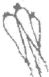 Zelmer 478.1 A - Sárgarépalé - 1