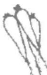 Zelmer 478.2 A - Sok z marchwi - 1