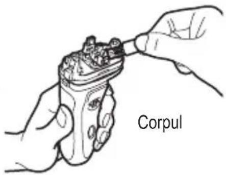 Corpul