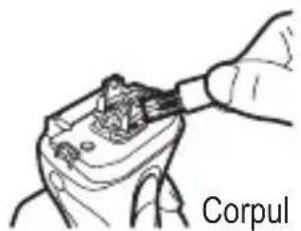 Corpul