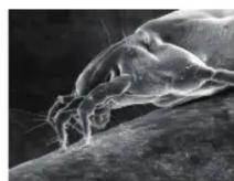 SHARP KC-G40EU - Suppressing the Activity of Airborne Microbe - 2