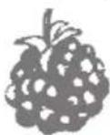 Zelmer ZJE1800X - Blackberry juice - 1