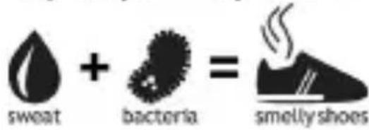 sweat + bacteria = smelly shoes