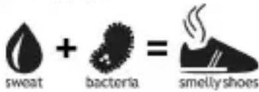 sweat + bacteria = smelly shoes