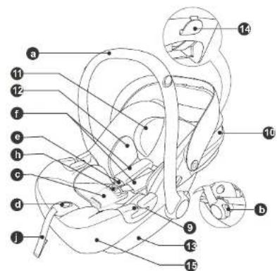 Anatomical diagram of a biological structure with numbered labels pointing to specific parts.