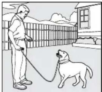PETSAFE PDT00-14678 - The "Sit" Command - 1