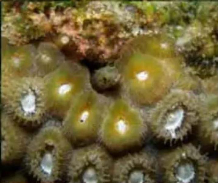 Close-up of green spherical marine organisms with white centers, resting on a textured seabed (no text or symbols visible)