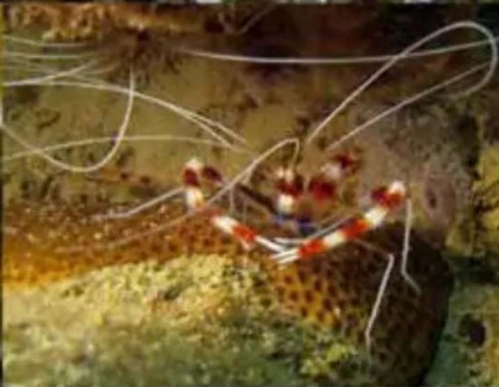 Underwater scene showing a shrimp-like creature with red and white stripes, surrounded by greenish water (no visible text or symbols)