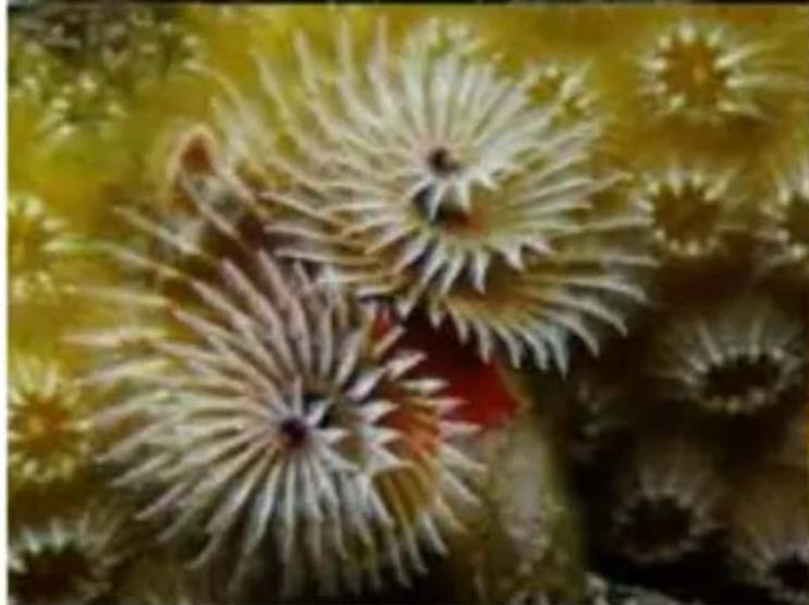 Close-up of a spiky, spiky marine organism with no visible text or symbols
