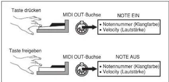 Taste drücken MIDI OUT-Buchse NOTE EIN • Notennummer (Klangfarbe) • Velocity (Lautstärke) Taste freigeben MIDI OUT-Buchse NOTE AUS • Notennummer (Klangfarbe) • Velocity (Lautstärke)