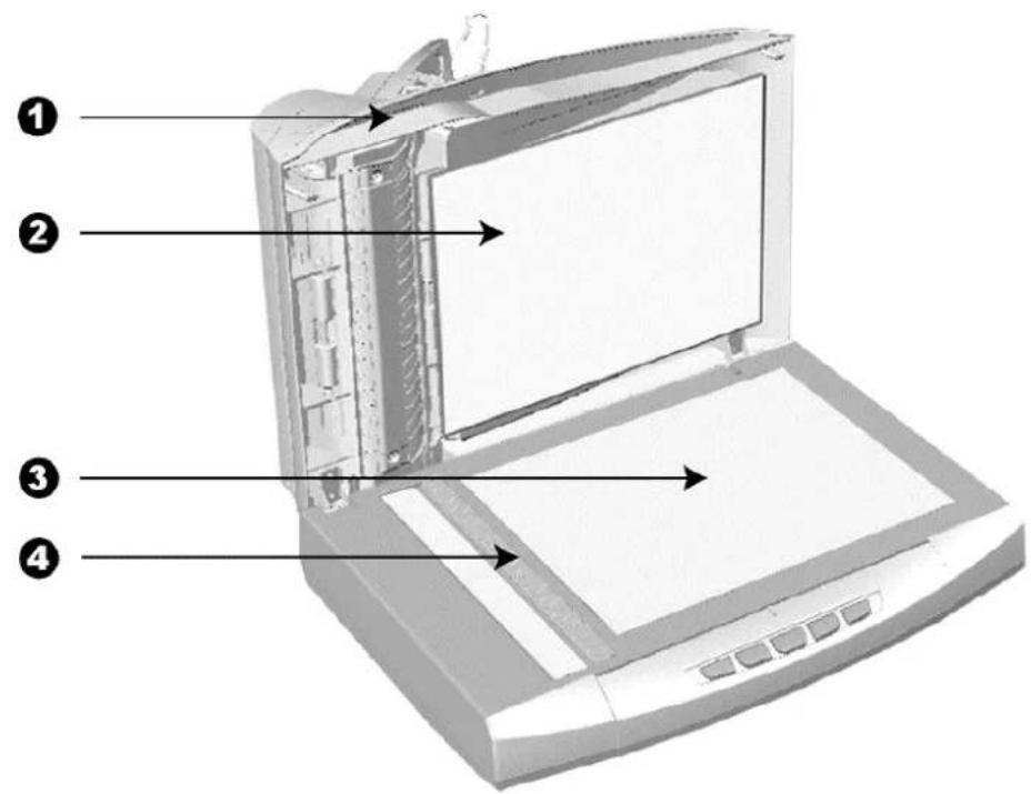 Labeled diagram of an open laptop showing internal components and screen area