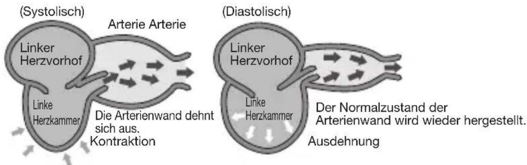 (Systolisch) Linker Herzvorhof Arterie Arterie Linke Herzkammer Die Arterienwand dehnt sich aus. Kontraktion (Diastolisch) Linker Herzvorhof Linke Herzkammer Der Normalzustand der Arterienwand wird wieder hergestellt. Ausdehnung