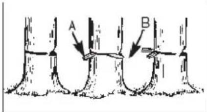 A B