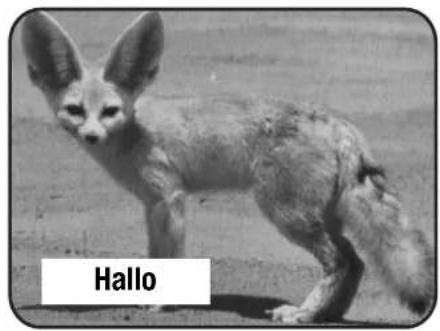 Hallo