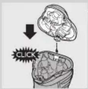 Diagram illustrating a biological process with labeled arrows and a 'CLICK' annotation pointing to a biological specimen.