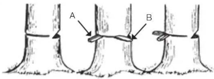 A B