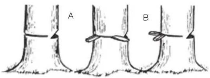 A B