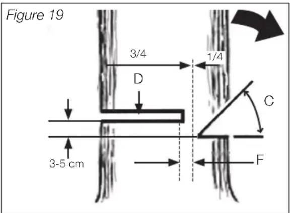 Figure 19 3/4 1/4 D C 3-5 cm F