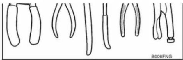 Illustration of five different types of biological specimens or appendages, shown in line drawings without any text or labels.