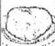 SHARP R-3A57 - EIERSTICH - 1