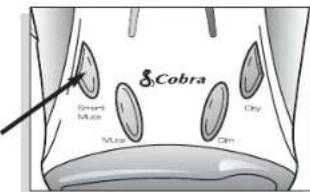 Cobra Brain Mice Wnt Chy Clin