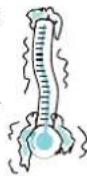 BAUKNECHT EMCHD 7244 - Rapid - 2