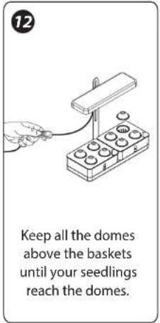 12 Keep all the domes above the baskets until your seedlings reach the domes.