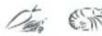 Fisher & Paykel E150LWW - Recommended freezer storage times - 6