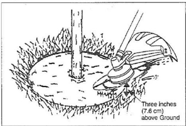 Three inches (7.6 cm) above Ground