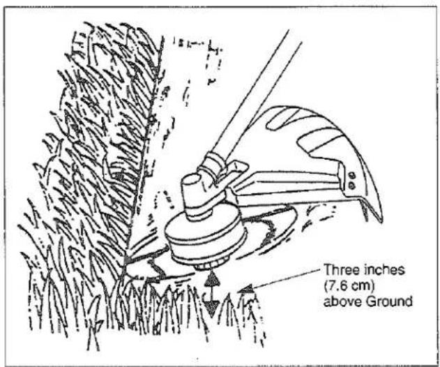 Three inches (7.6 cm) above Ground